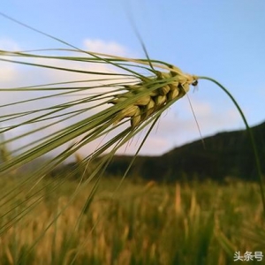 “黃河名酒行”活動首站：關于青稞酒，你應該知道更多